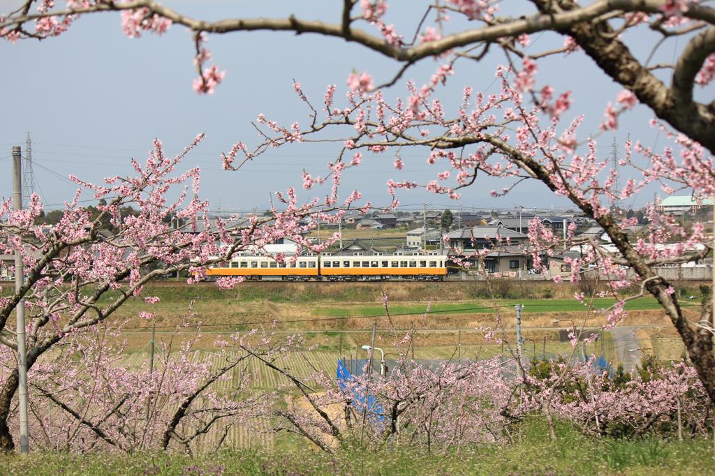 桃のアーチ