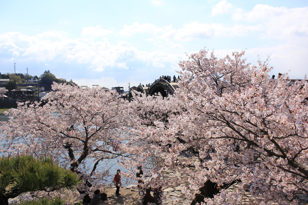 満開の桜