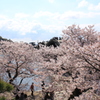 満開の桜