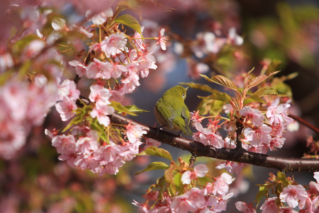 河津桜とメジロ④