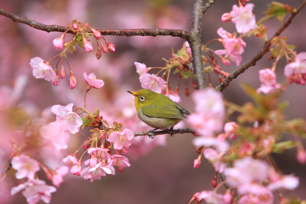 河津桜とメジロ⑥