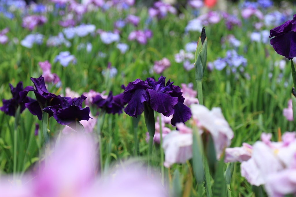 花菖蒲　④