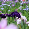 花菖蒲　④