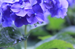 紫陽花の水滴