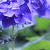 紫陽花の水滴
