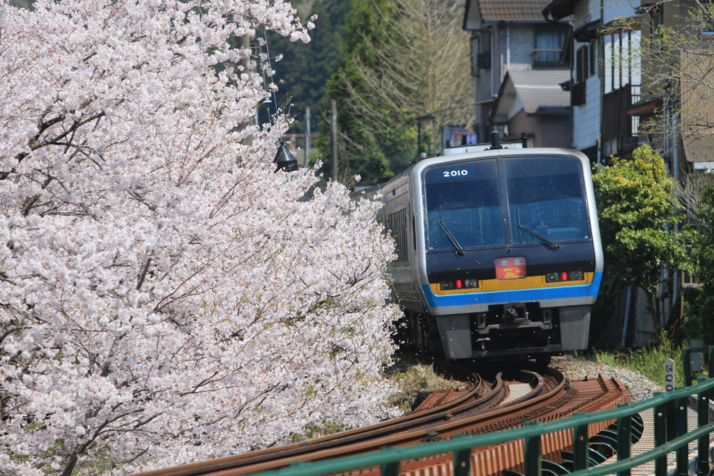 豊永の桜