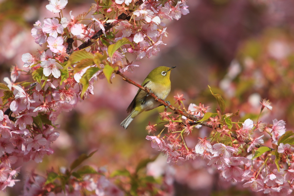 河津桜とメジロ①