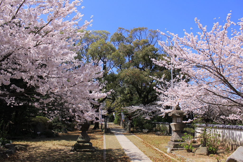 桜と青空