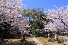 桜と青空