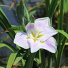 花菖蒲　⑤