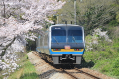 箸蔵の桜
