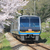 箸蔵の桜