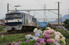 紫陽花と桃太郎