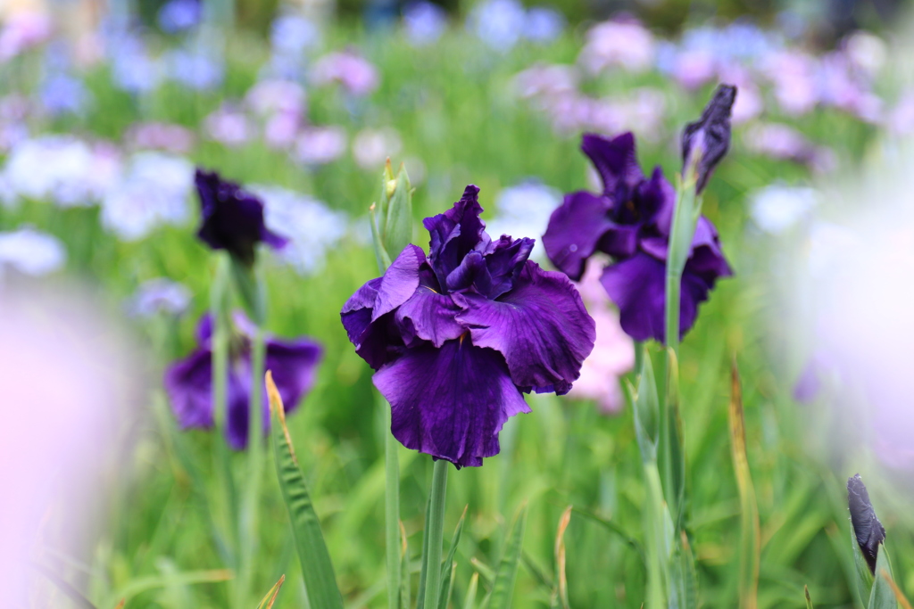 花菖蒲　①