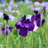 花菖蒲　①