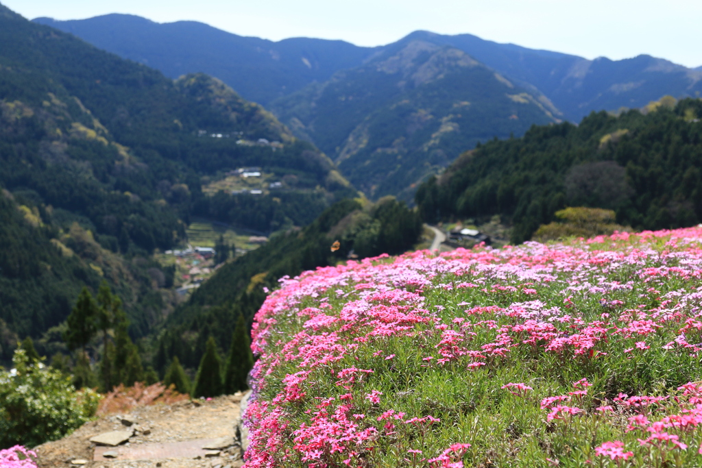 天空の芝桜