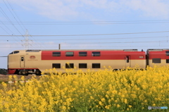 サンライズと菜の花