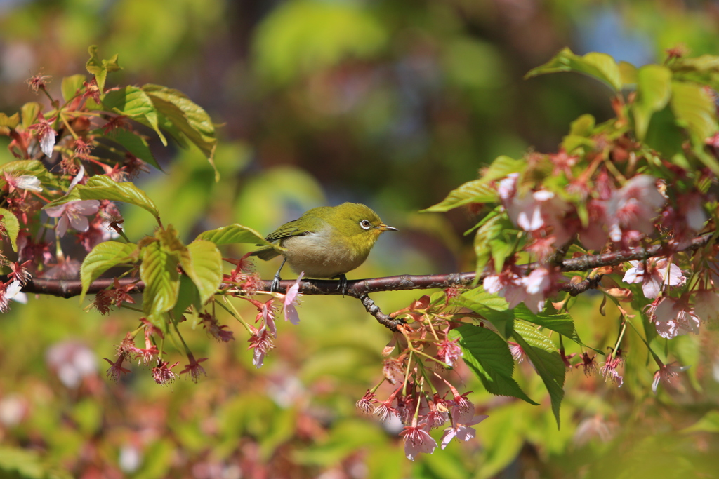 もう葉桜とメジロ④