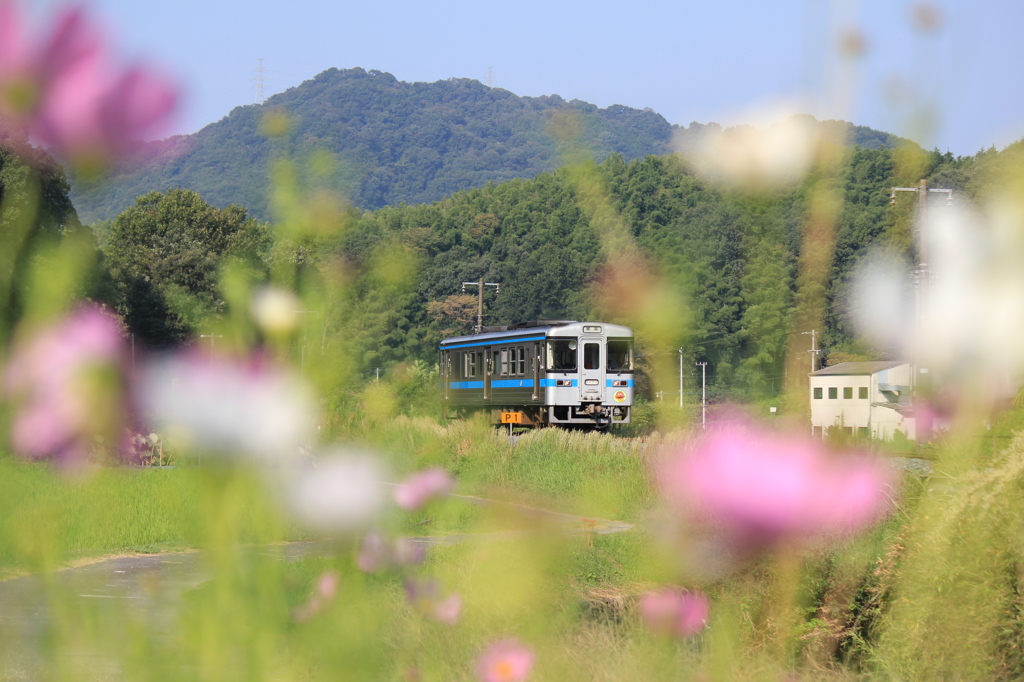 コスモスと普通列車