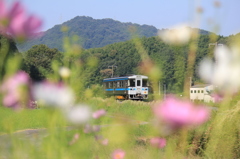 コスモスと普通列車