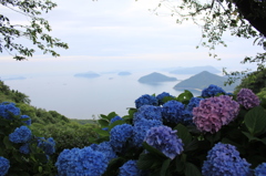 紫陽花と瀬戸の島並