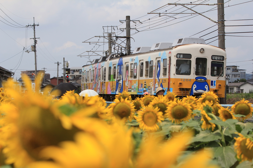 琴電とひまわり②