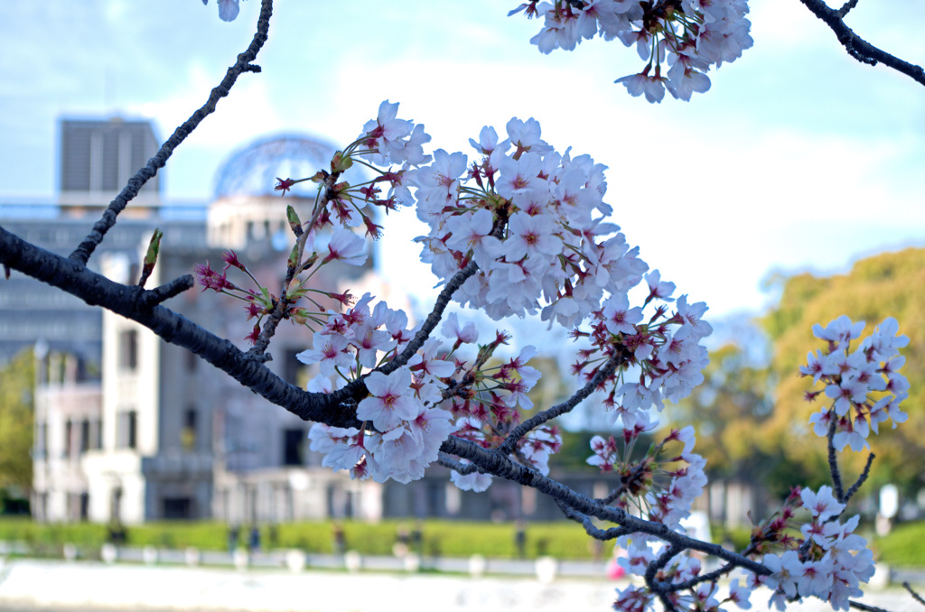 原爆ドーム　桜だより③