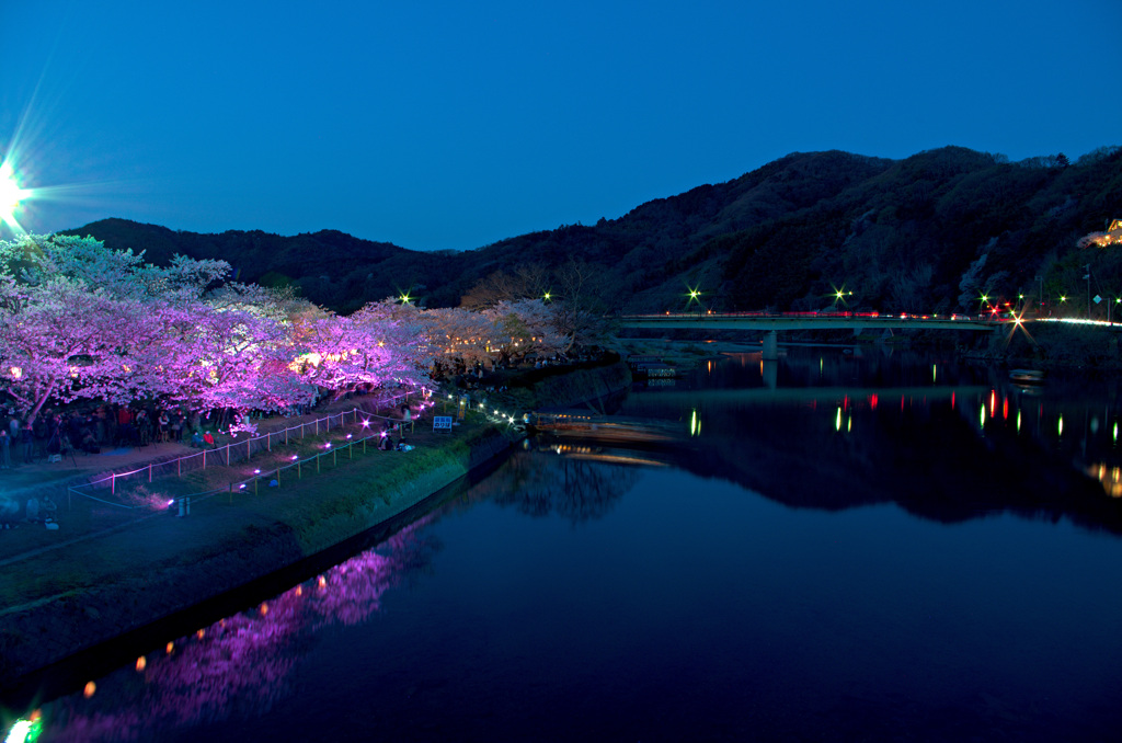 錦帯橋　桜だより①