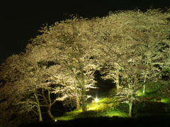 桜【蓮華寺池公園】