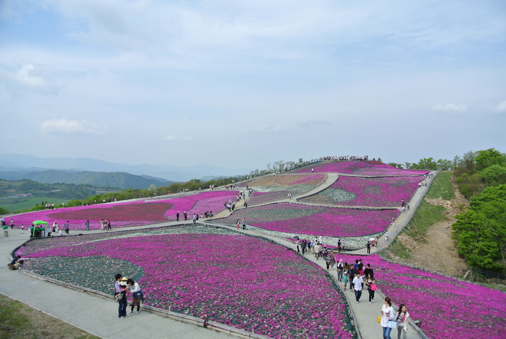 茶臼山高原　芝桜