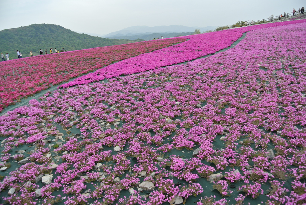 茶臼山高原　芝桜