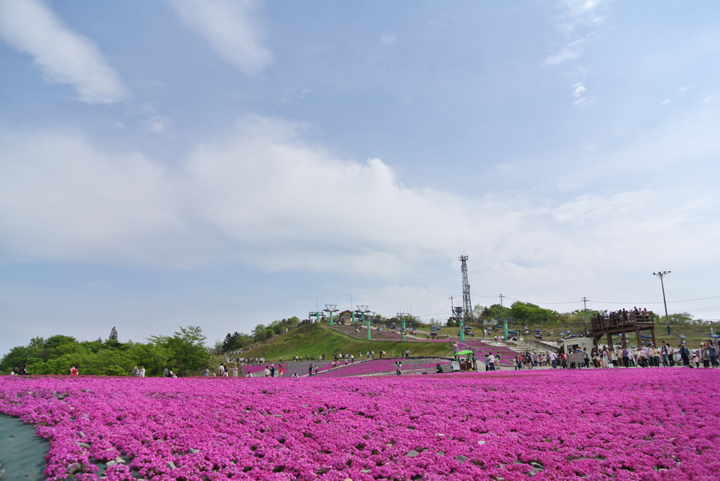 茶臼山高原　芝桜