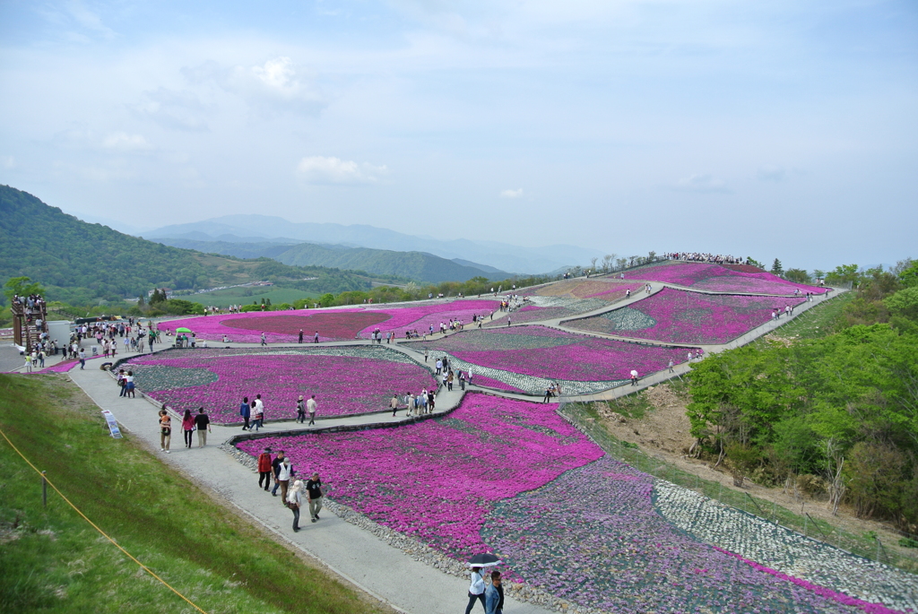 茶臼山高原　芝桜