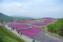 茶臼山高原　芝桜