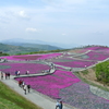 茶臼山高原　芝桜