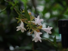 IMGP8738
