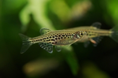 IMGP109danio