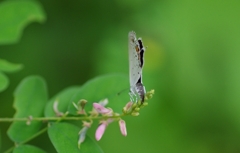 tsubamesijimi IMGP8745
