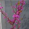 IMGP1136p