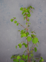 IMGP1158