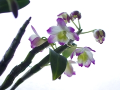 IMGP1388