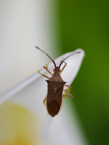 ヒメハリカメムシ　IMGP8218