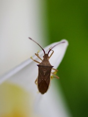 ヒメハリカメムシ　IMGP8218