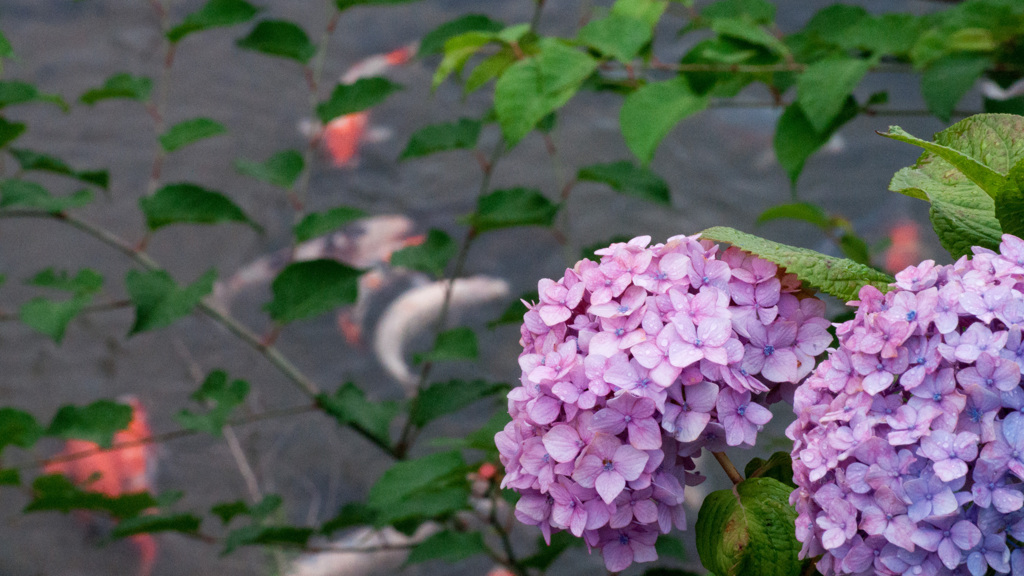 紫陽花　紫