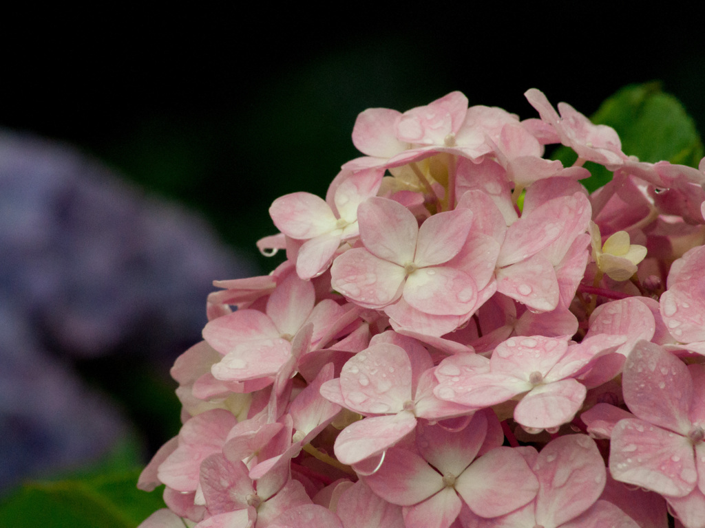 紫陽花　薄ピンク