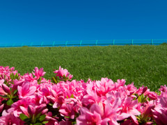 散歩photo #13