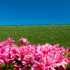 散歩photo #13