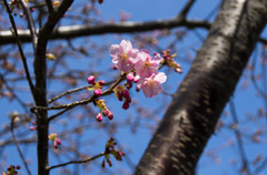 三浦海岸「桜まつり」#01