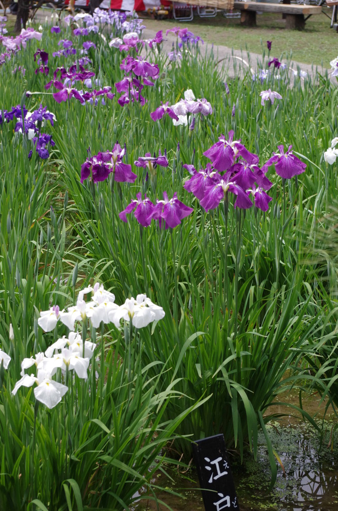 花菖蒲2