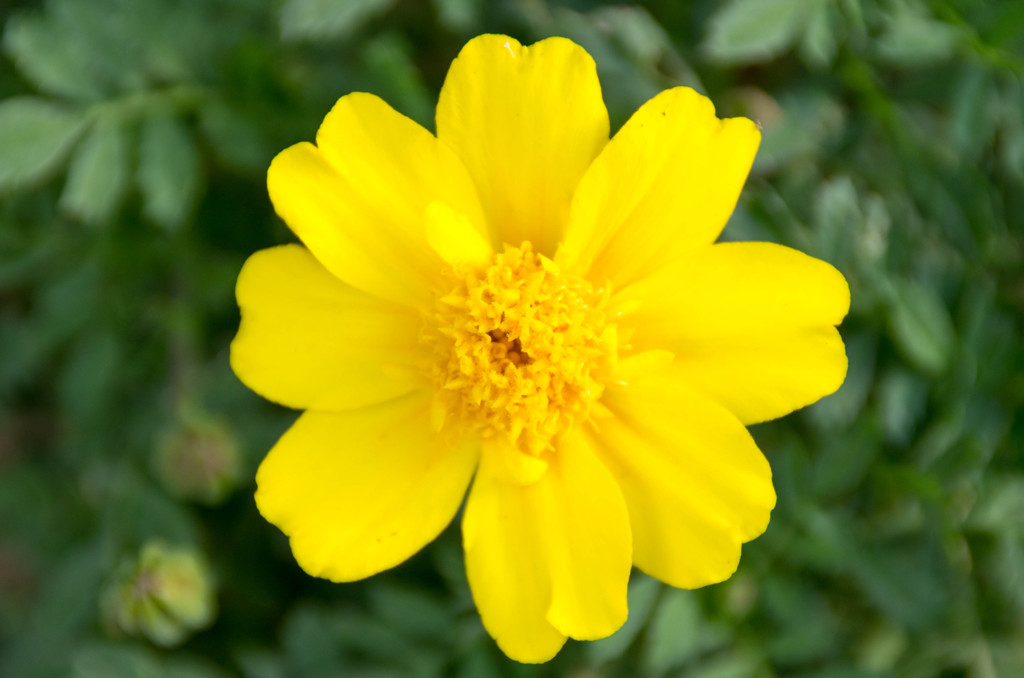 花＃２